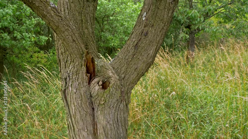 Eurasian wryneck (Jynx torquilla) feeding chicks in nest Eurasian wryneck (Jynx torquilla) feeding chicks in nest