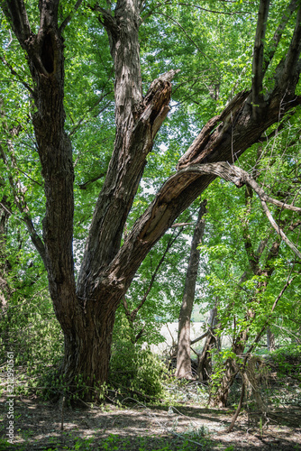 Tree in Forest