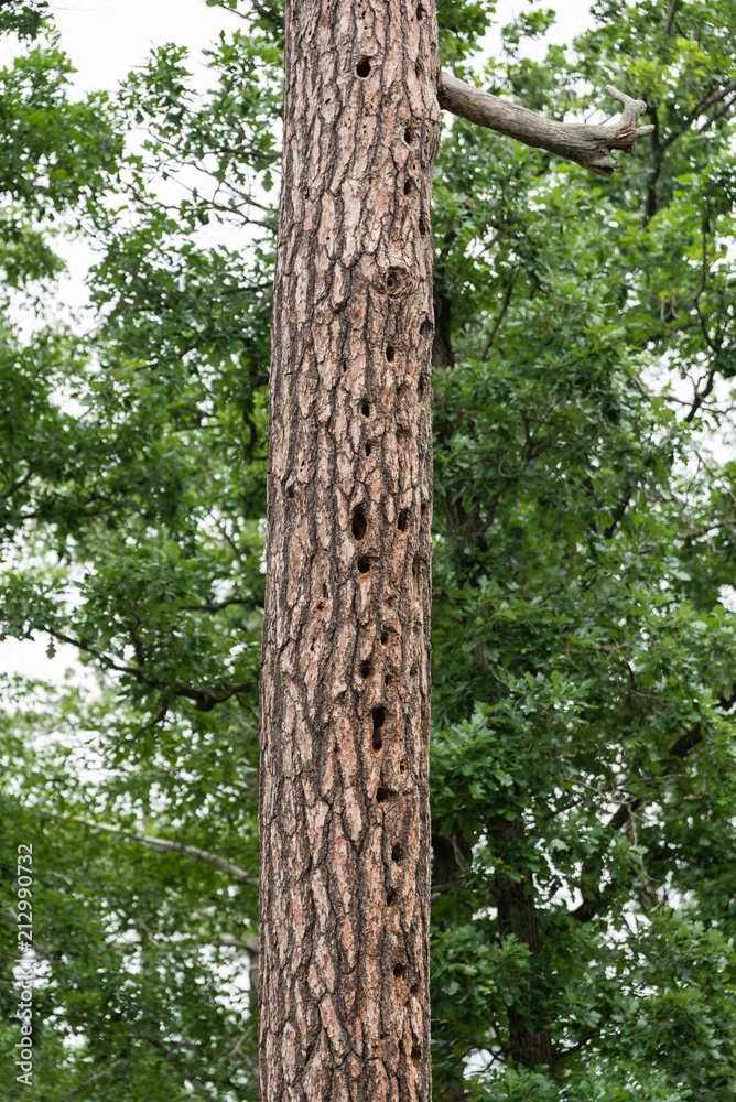Fototapeta premium Tree Trunk with Woodpecker Holes