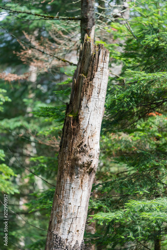 Dead Tree Trunk