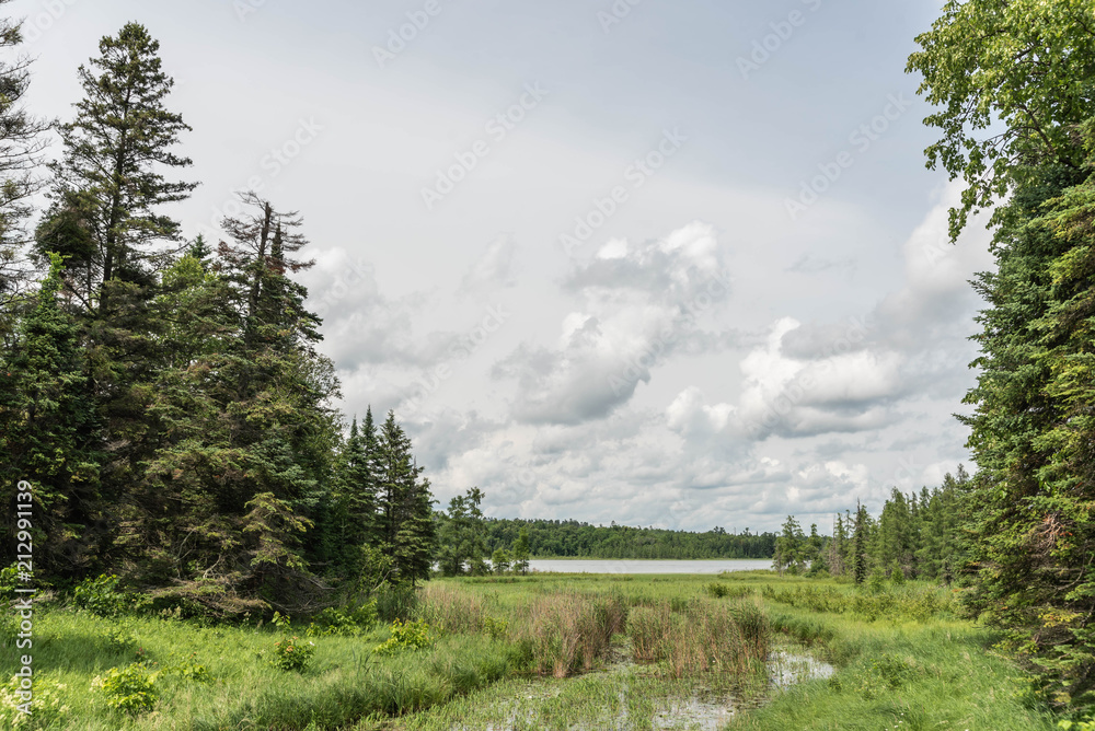 Minnesota Forest at Lake Itasca State Park