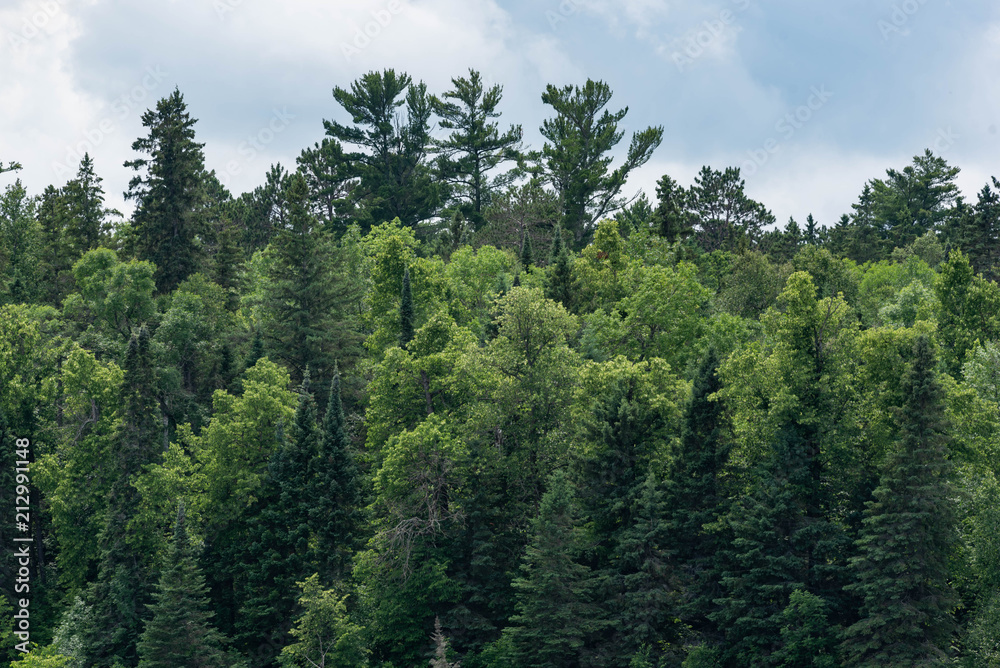 Forest in Minnesota at Lake Itasca State Park