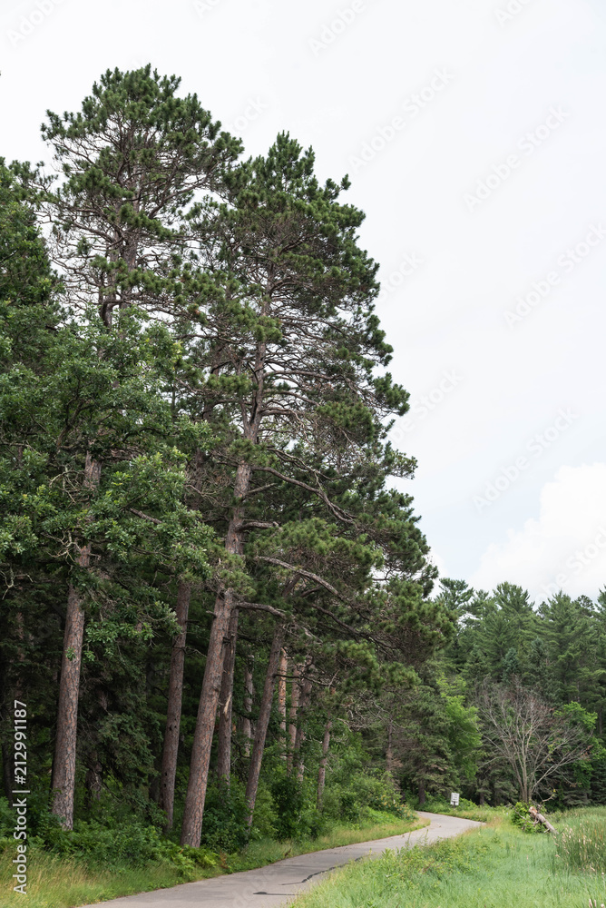 Spruce Forest and the Road at Lake Itasca State Park Spruce Forest and the Road at Lake Itasca State Park