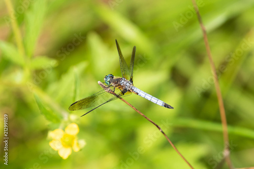 Dragonfly on Branch Closeup © Oleg