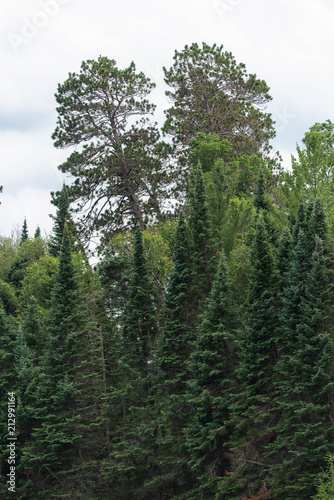 Spruce Trees in Minnesota at Lake Itasca State Park