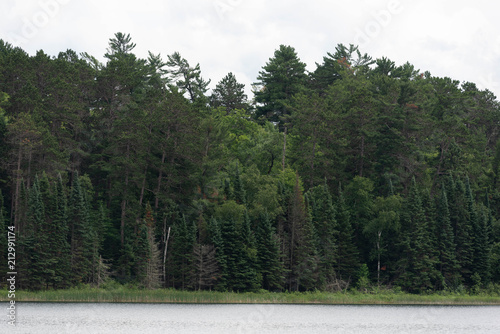 Forest in Minnesota at Lake Itasca State Park photo