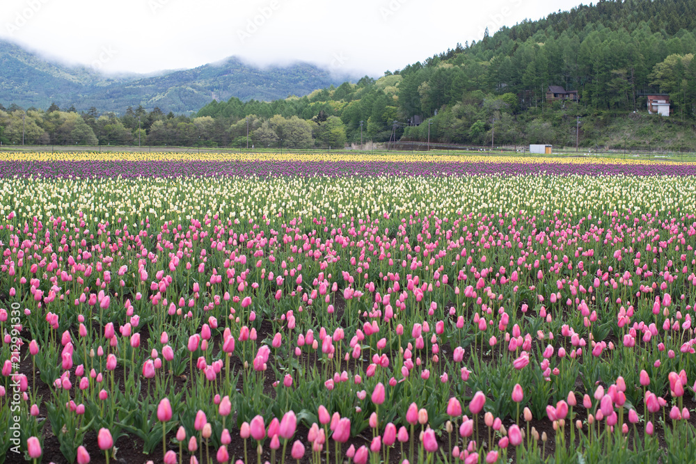 Group of colorful tulip in the flower field.