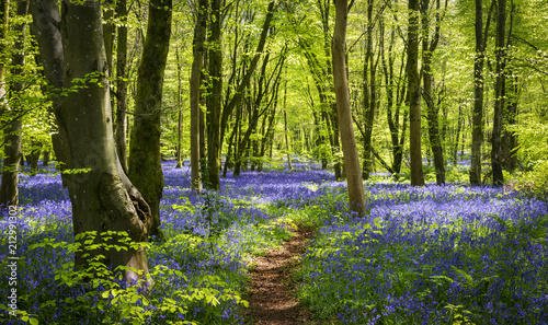 Sunlight illuminating woods with a carpet of bluebells photo