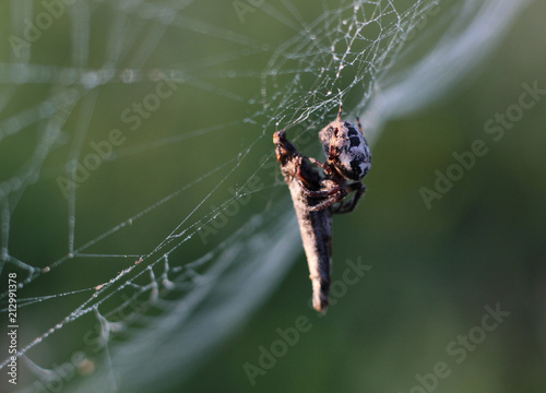 spider on a spider web with its prey