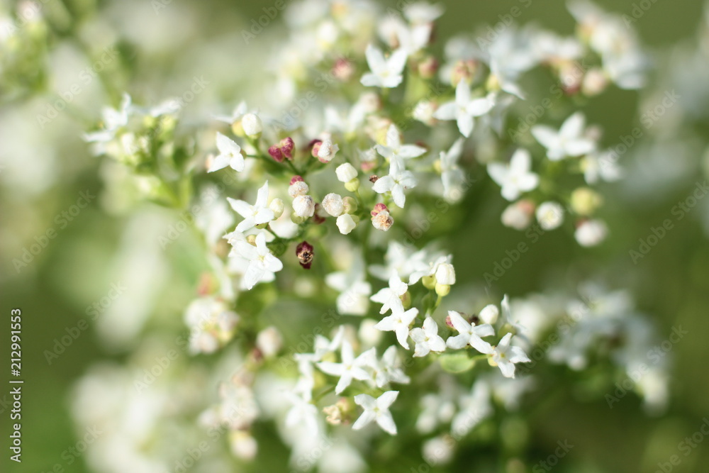 beautiful wild flowers on blurred background beautiful wild flowers on blurred background