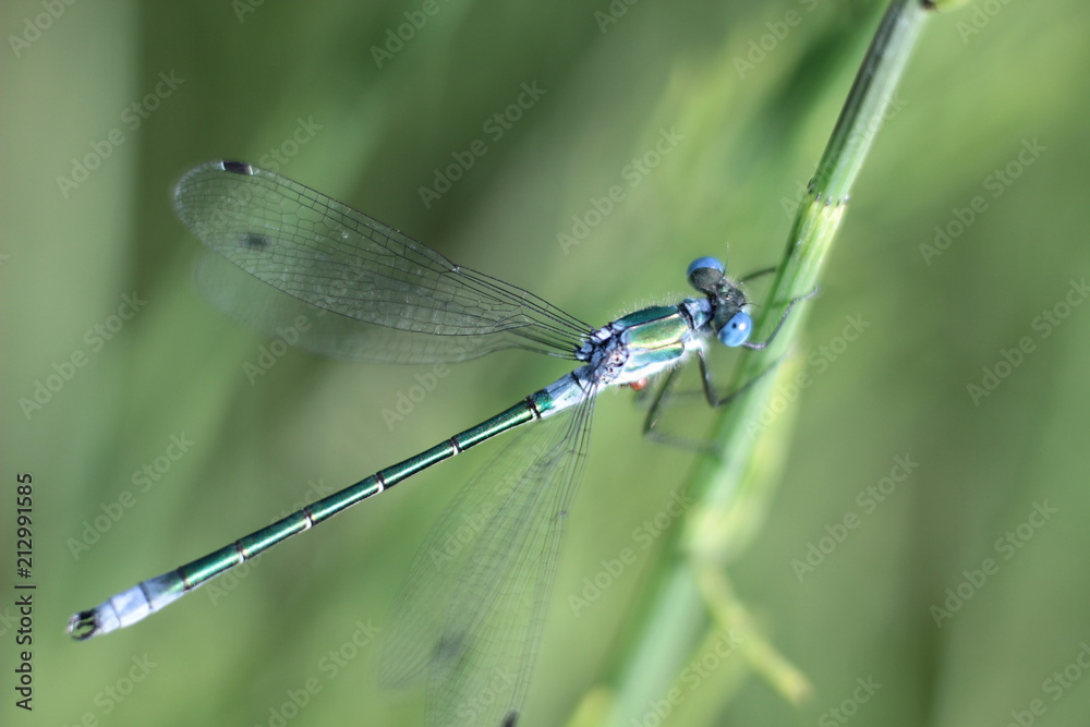 dragonfly on the grass close-up dragonfly on the grass close-up