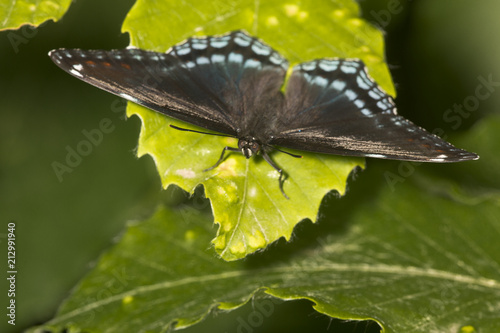 Red-spotted purple butterfly resting with wings open, New Hampshire. photo
