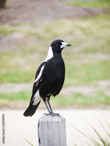 An Australian magpie perched on a wood log.