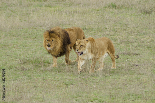 pride lions