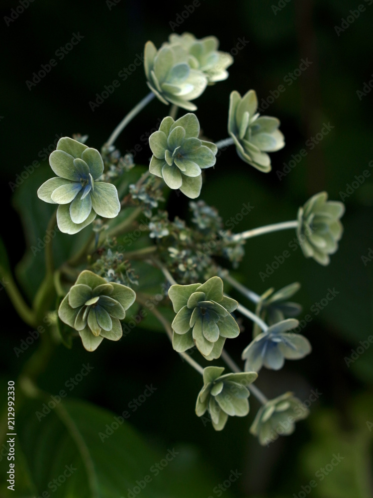 紫陽花 紫陽花