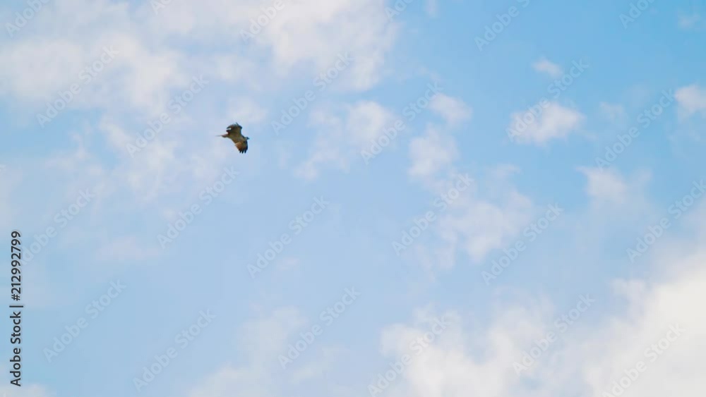 Bird soars with wings outstretched against blue sky with sporadic clouds Bird soars with wings outstretched against blue sky with sporadic clouds