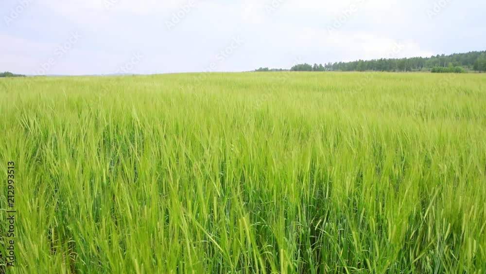 Wheat field during wind Wheat field during wind