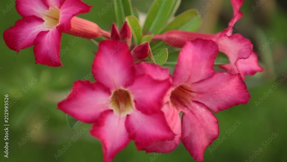 Adenium obesum also known as desert rose in vibrant pink, panning panoramic high definition stock footage video clip. Adenium obesum also known as desert rose in vibrant pink, panning panoramic high definition stock footage video clip.