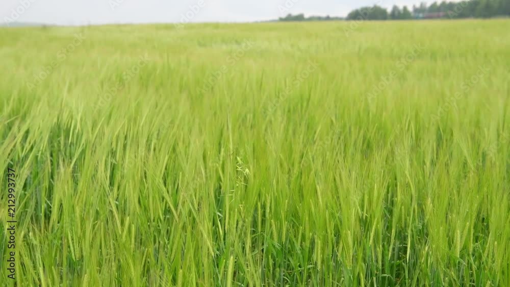 Wheat field during wind Wheat field during wind