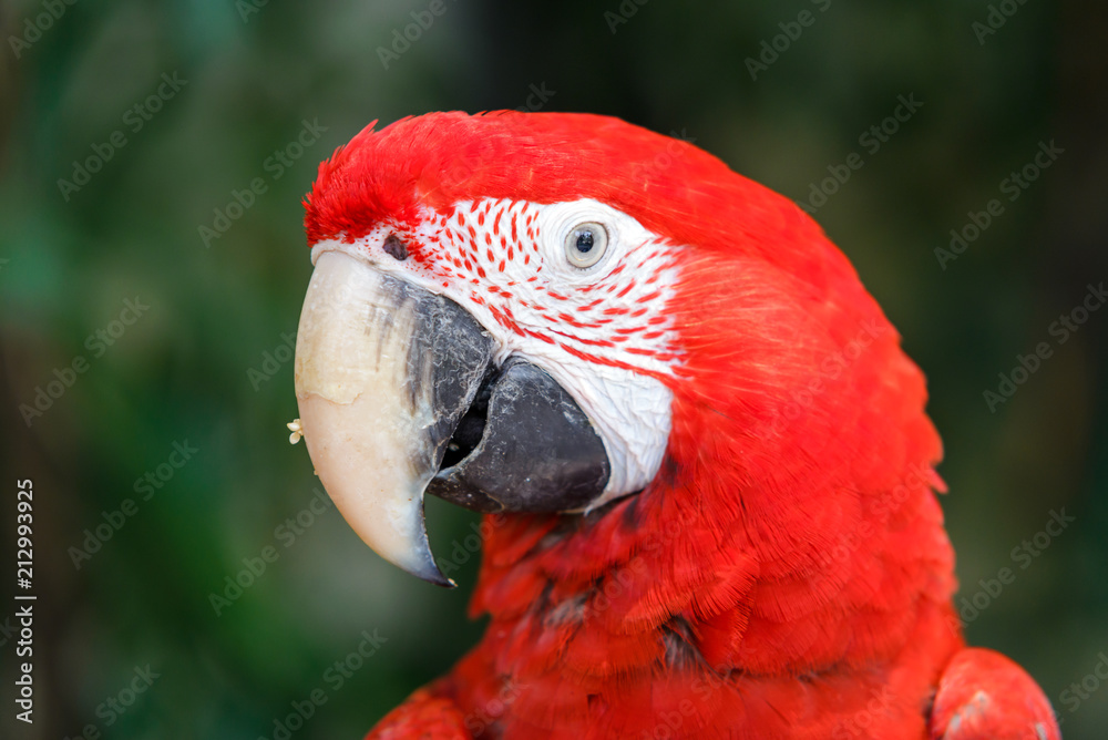 Head shot of Scarlet macaws (Ara macao) with blurred trees in the background