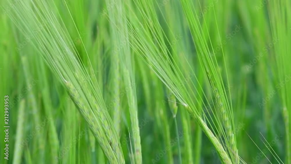 Green wheat closeup in slow motion Green wheat closeup in slow motion