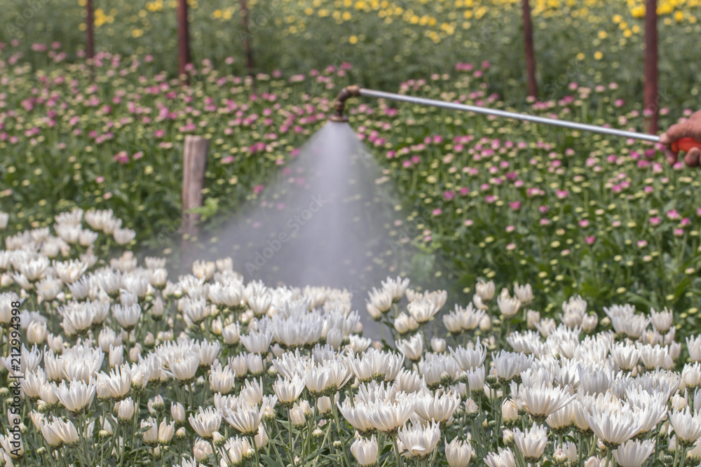 Fototapeta premium Yellow Chrysanthemum flower.Sometimes called mums or chrysanths.(Dendranthemum grandifflora)