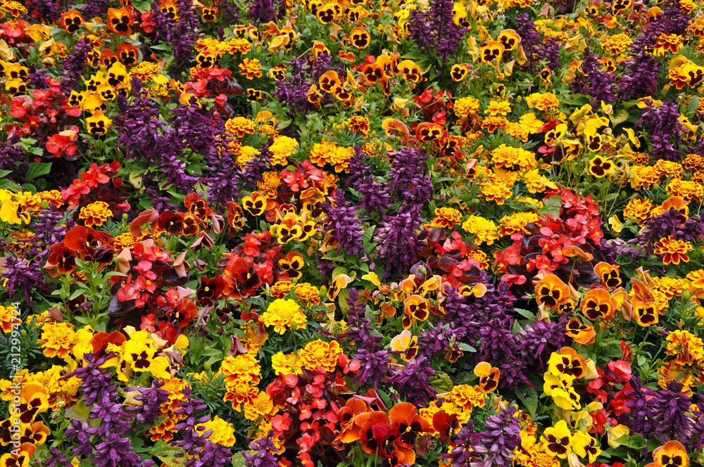 Garden filled with colorful begonias, pansies and marigolds