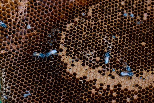 honeycomb on nature background 