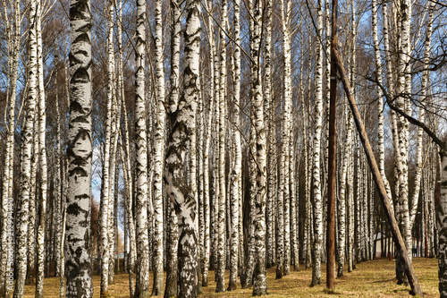 Fototapeta Naklejka Na Ścianę i Meble -  Birches in the park