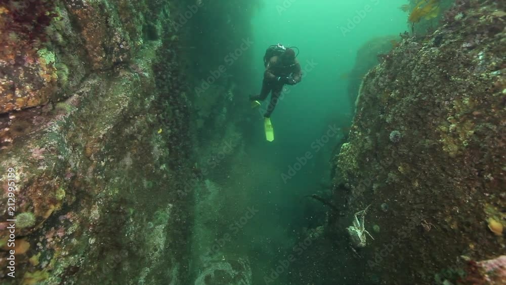 Diver and king crabs underwater on seabed of Kamchatka. Nature in clean transparent cold water. Wildlife on background of blue marine in Arctic ocean. Diver and king crabs underwater on seabed of Kamchatka. Nature in clean transparent cold water. Wildlife on background of blue marine in Arctic ocean.