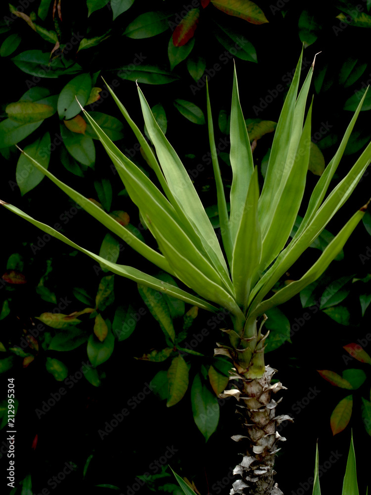 Obraz premium 観葉植物 ユッカ