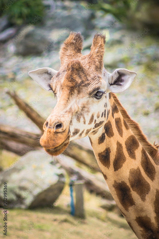 Close up face and neck side profile image of a giraffe