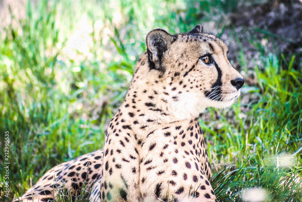 Close up image of an African Cheetah sitting in grass. Close up image of an African Cheetah sitting in grass.