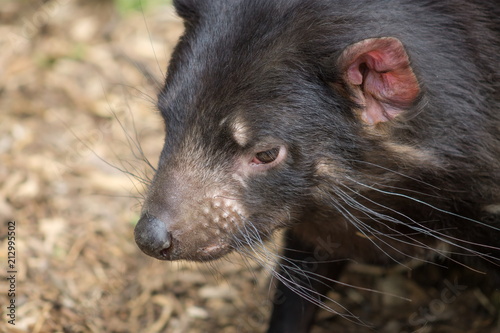 Close up portrait side profile image of a Tasmanian Devil (Sarcophilus harrisii) with copy space © MollyNZ