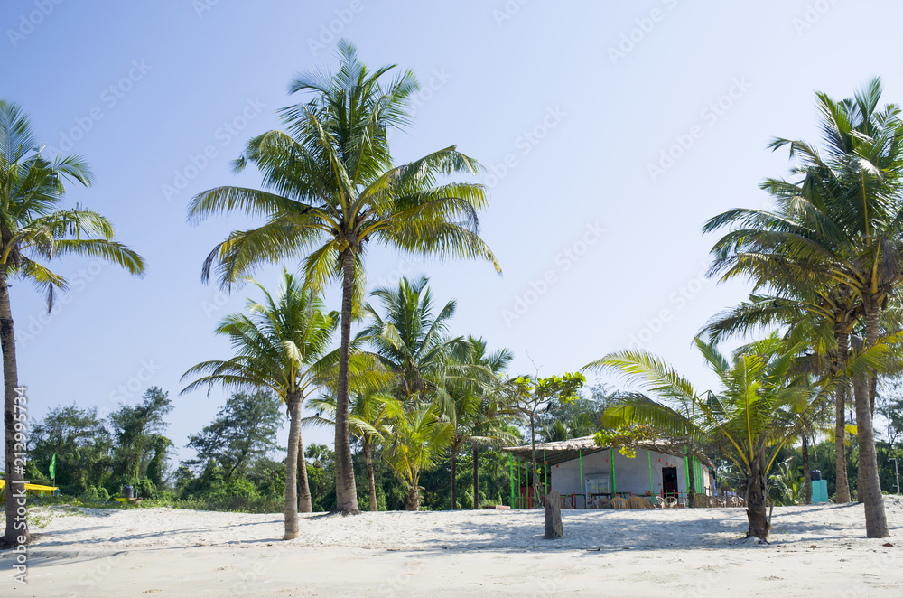 Beautiful landscape of the seashore with palm trees and tropical plants
Beautiful landscape of the seashore with palm trees and tropical plants