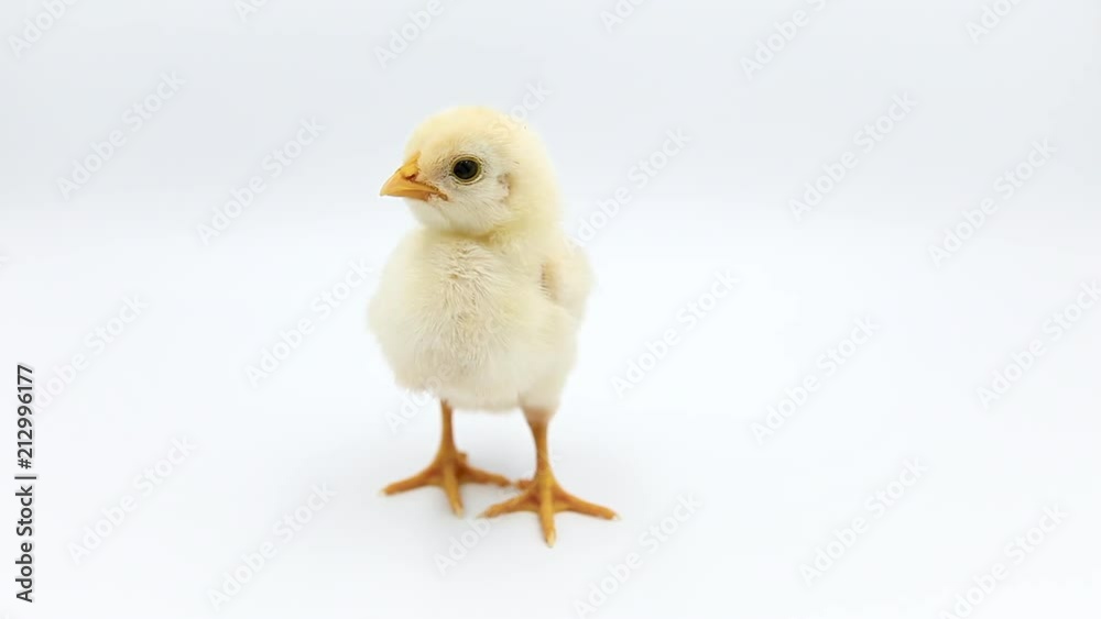 Cute baby chick standing alone. Isolated on white background Cute baby chick standing alone. Isolated on white background