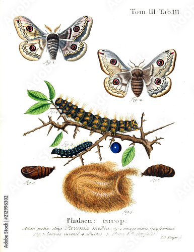 Illustration of butterflies photo