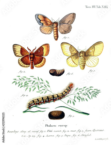 Illustration of butterflies photo