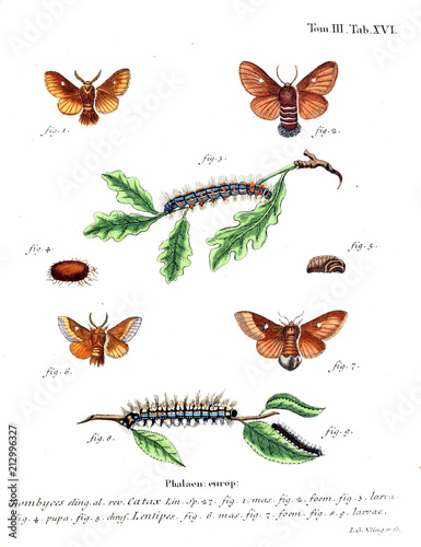 Illustration of butterflies photo