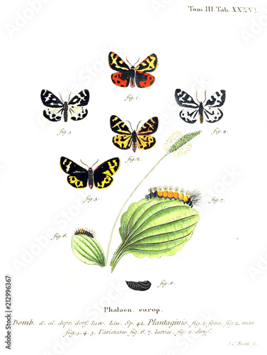 Illustration of butterflies