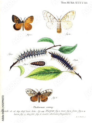 Illustration of butterflies photo