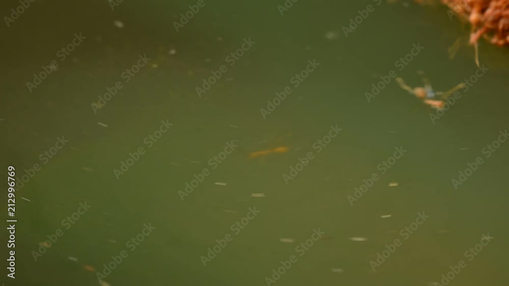 weaver ant boat ball eat by catfish weaver ant boat ball eat by catfish