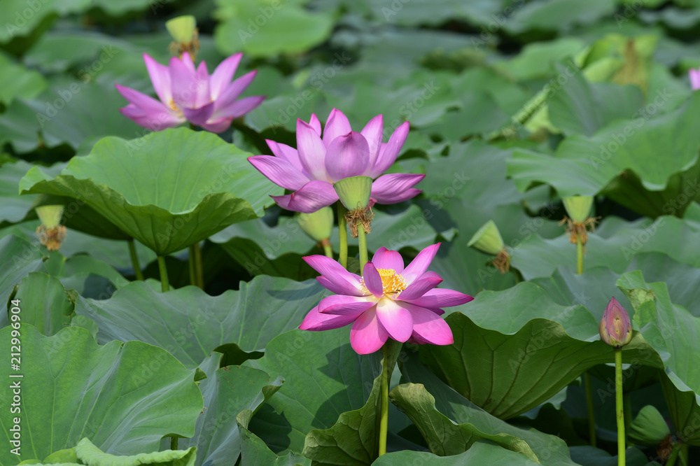 Blooming lotus flowers in the park Blooming lotus flowers in the park