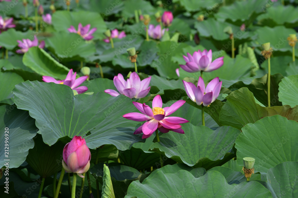Blooming lotus flowers in the park Blooming lotus flowers in the park