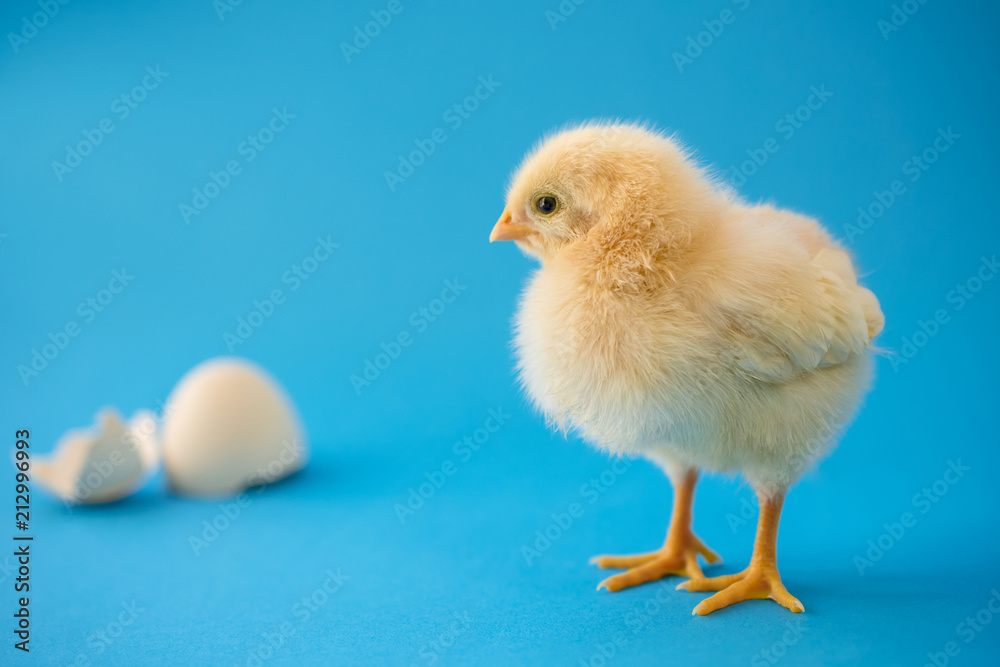 Newborn yellow chicken and broken eggs.