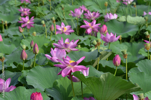 Blooming lotus flowers in the park