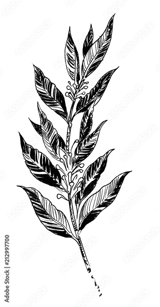 Fototapeta premium Laurus, bay leaves. Ink black and white illustration