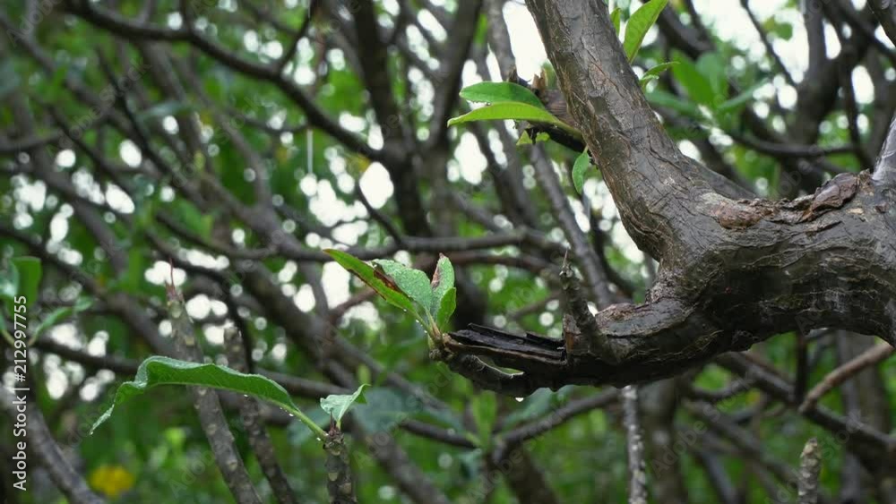 After Raining, rain drop from plumeria leafs to the ground with blurred garden background After Raining, rain drop from plumeria leafs to the ground with blurred garden background