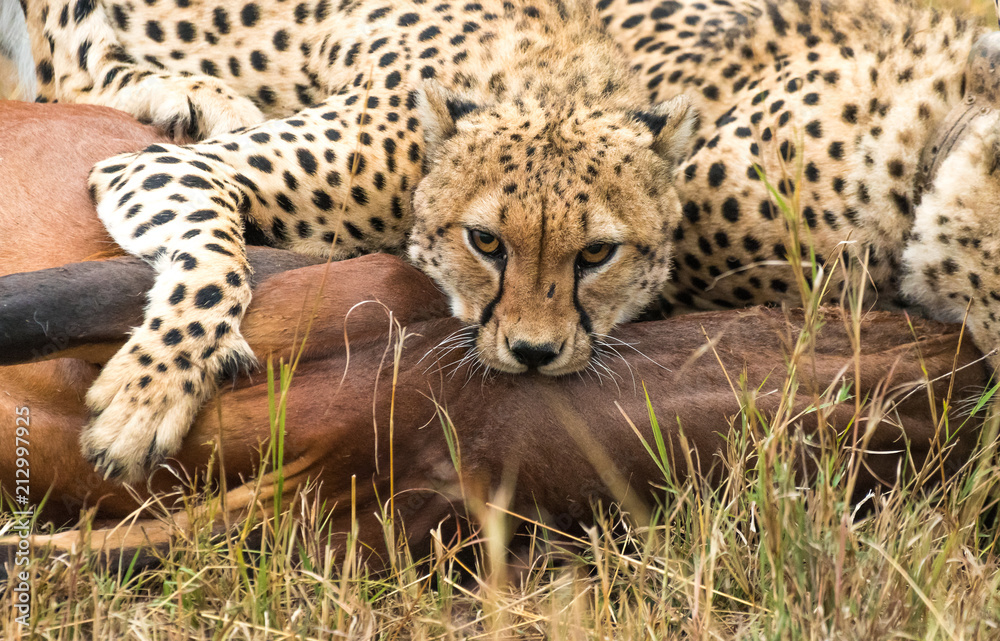 cheetah cat cheetah cat