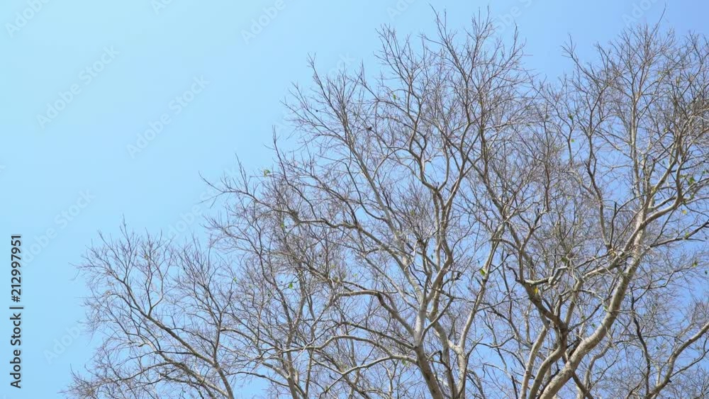 Bodhi tree in fall season, with blue sky and some wind. empty branches, leaves almost gone. Bodhi tree in fall season, with blue sky and some wind. empty branches, leaves almost gone.